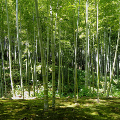 Pépinière de bambou au Jardin de Planbuisson