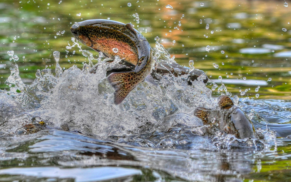 fish fishing dordogne