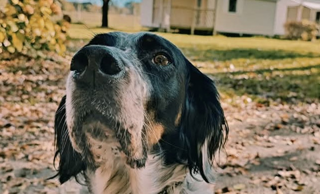 camping in Dordogne, travel with your pet