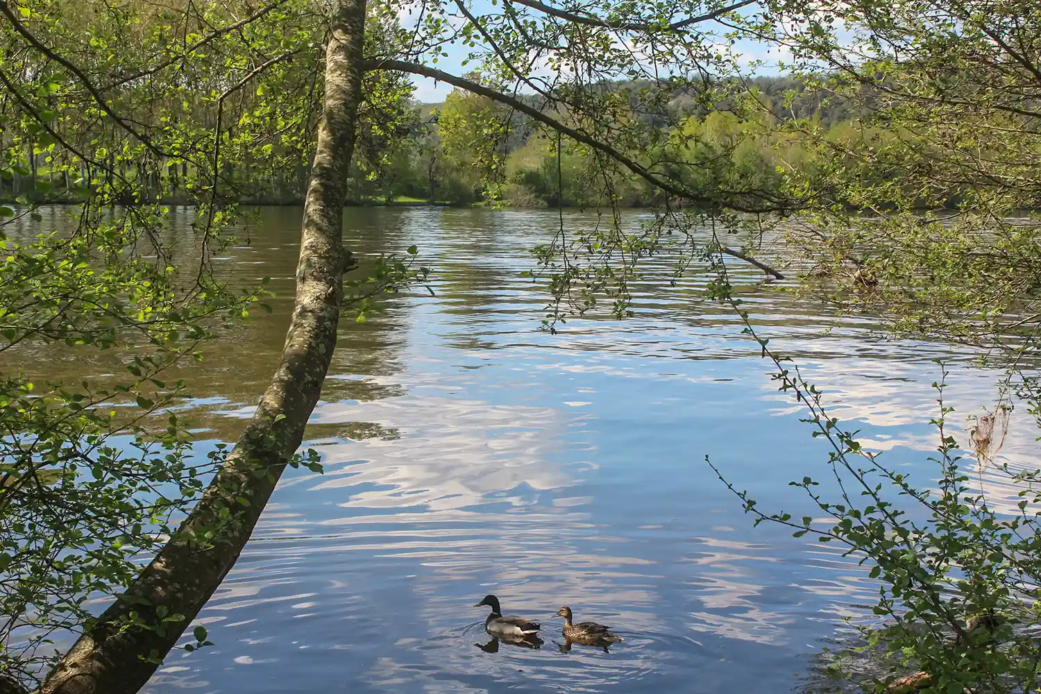 canards rivière Dordogne